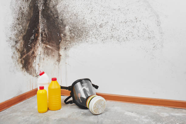 Best Certified Mold Removal  in Compo, CT