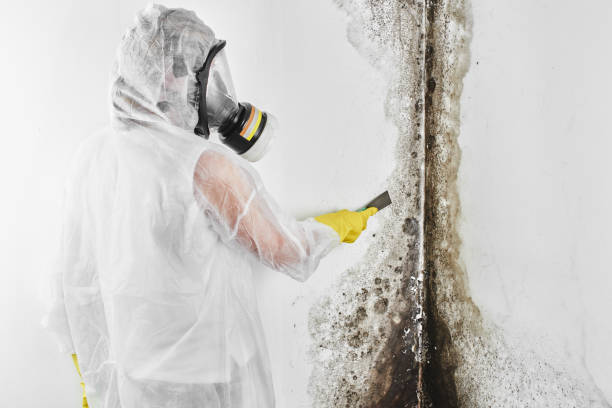 Best Local Mold Removal Service  in Compo, CT