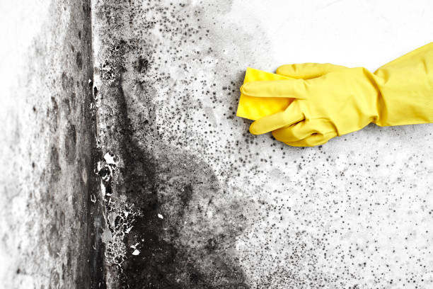 Best Toxic Mold Removal  in Compo, CT