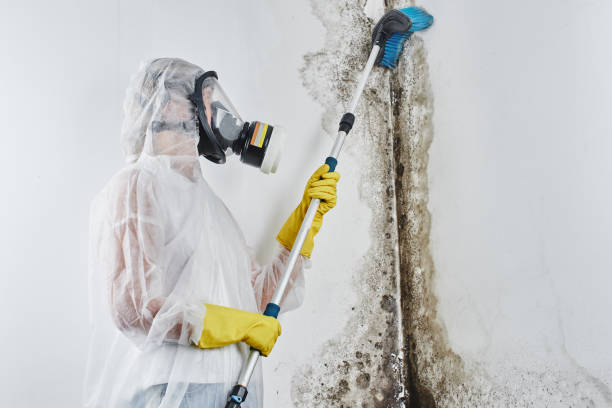 Best Toxic Mold Removal  in Compo, CT