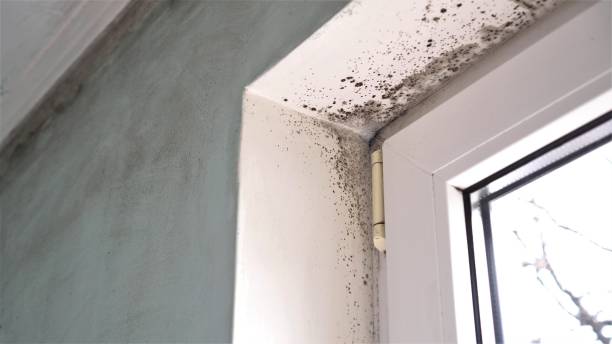 Best Commercial Mold Removal  in Compo, CT