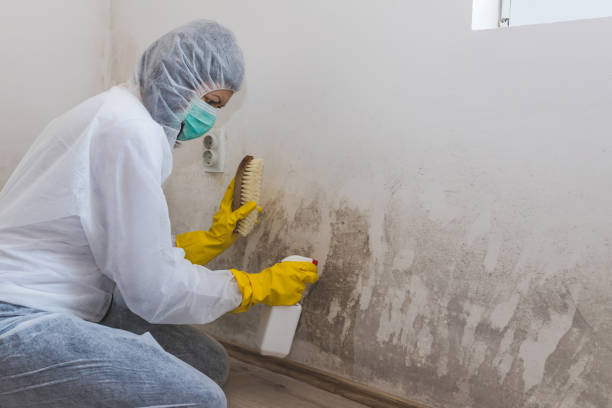 Certified Mold Removal in Compo, CT