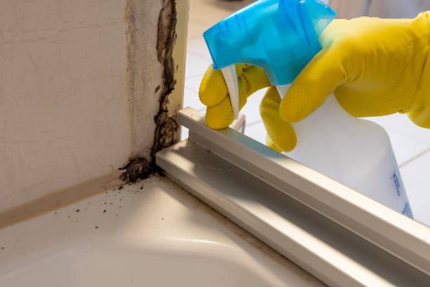 Best Commercial Mold Removal  in Compo, CT