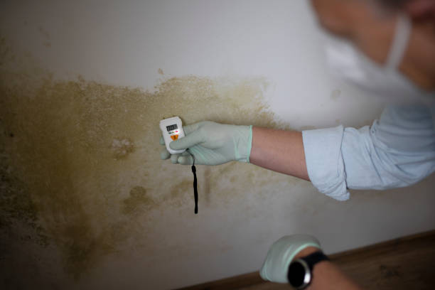 Best Water Damage Restoration  in Compo, CT