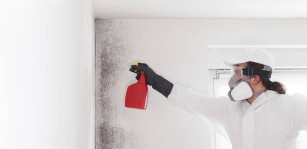 Best Mold Removal and Inspection  in Compo, CT
