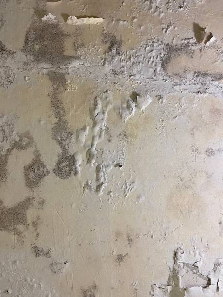 Best Same-Day Mold Removal  in Compo, CT