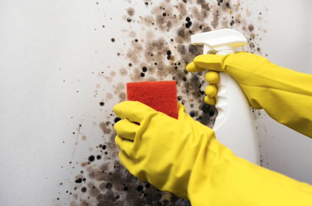 Best Office Mold Removal Services  in Compo, CT