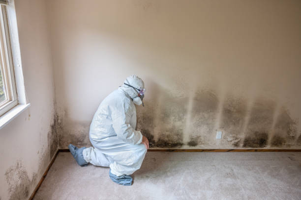 Best Mold Remediation Experts  in Compo, CT