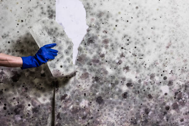 Best Attic Mold Removal  in Compo, CT
