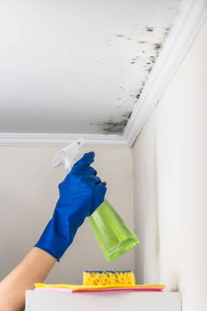 Best Mold Damage Repair  in Compo, CT